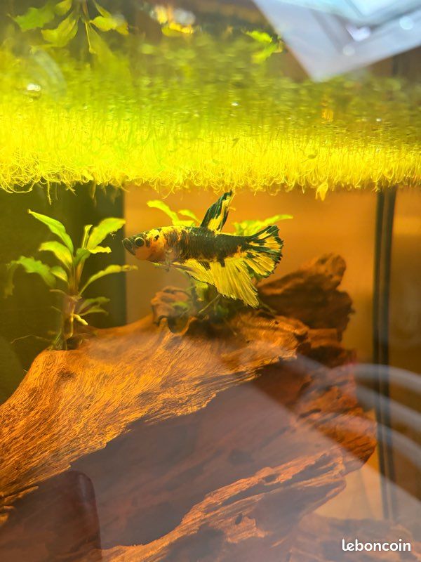 Poisson et décoration aquarium (image 2)