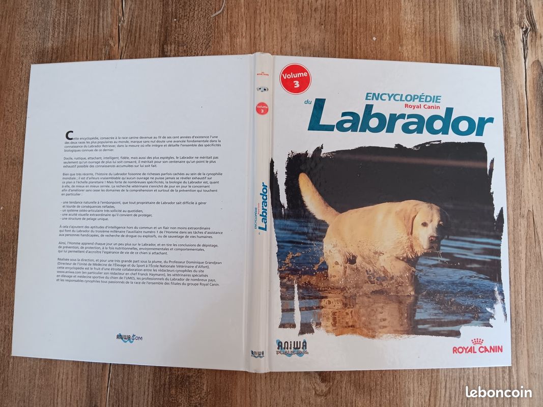 Labrador (image 1)