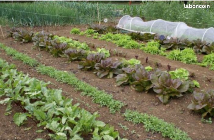 Location terrain pour jardin potager - Mayenne