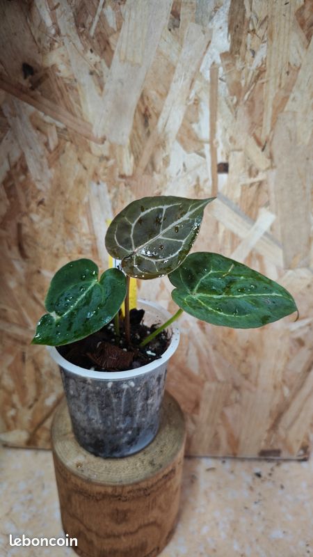 Anthurium Bigfoot x (Hu x redspider) - Jardin & Plantes