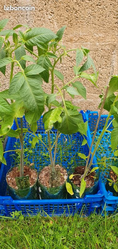 Plants de tomates (image 1)