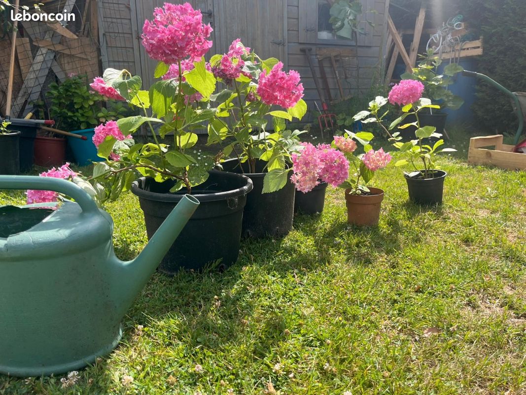 Hortensia en pot (image 5)