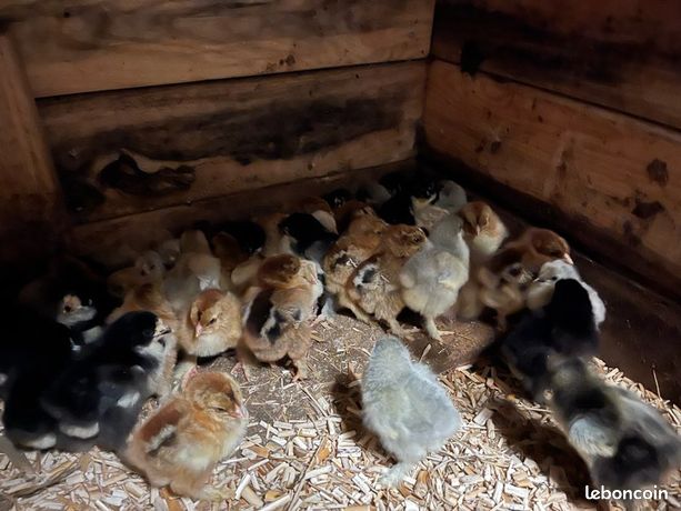 Animaux, chiot, chaton, Nord-Pas-de-Calais - leboncoin