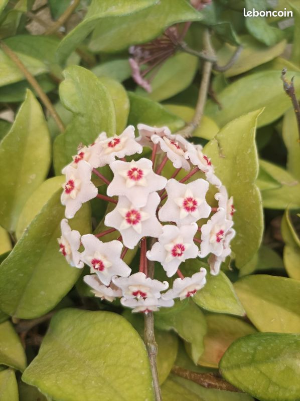 Hoya fleur de porcelaine (image 1)