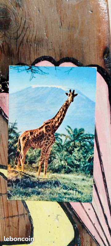Cartes postales océan indien Annee 1960 (image 5)