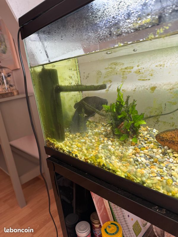 Don aquarium complet 80L avec meuble et poisson (10 ans) – À saisir à Basse-Indre (44) (image 3)