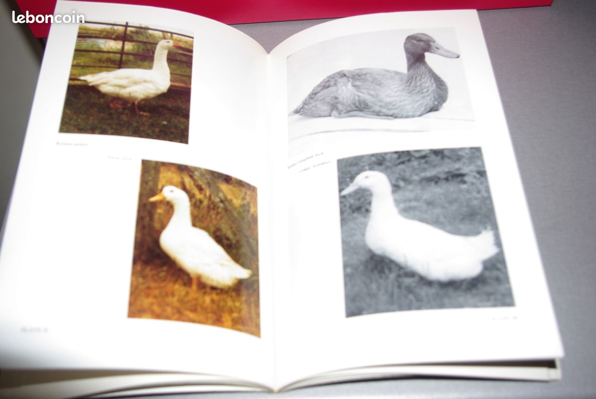 Ducks and geese (image 2)