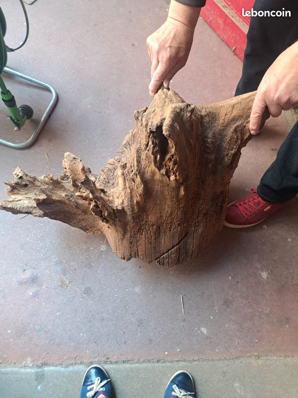 Souche d'arbre (image 4)