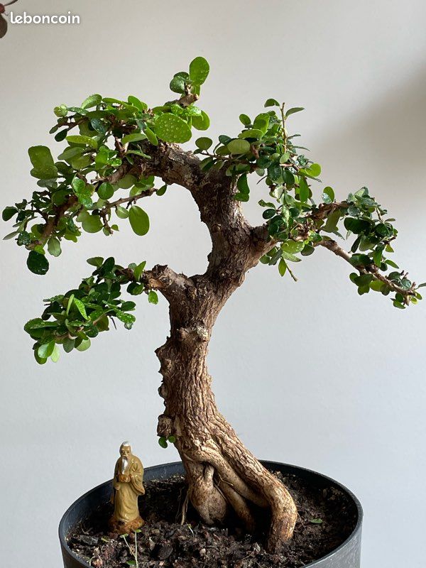 Bonsai Premna de Montagne [RESERVE] (image 1)