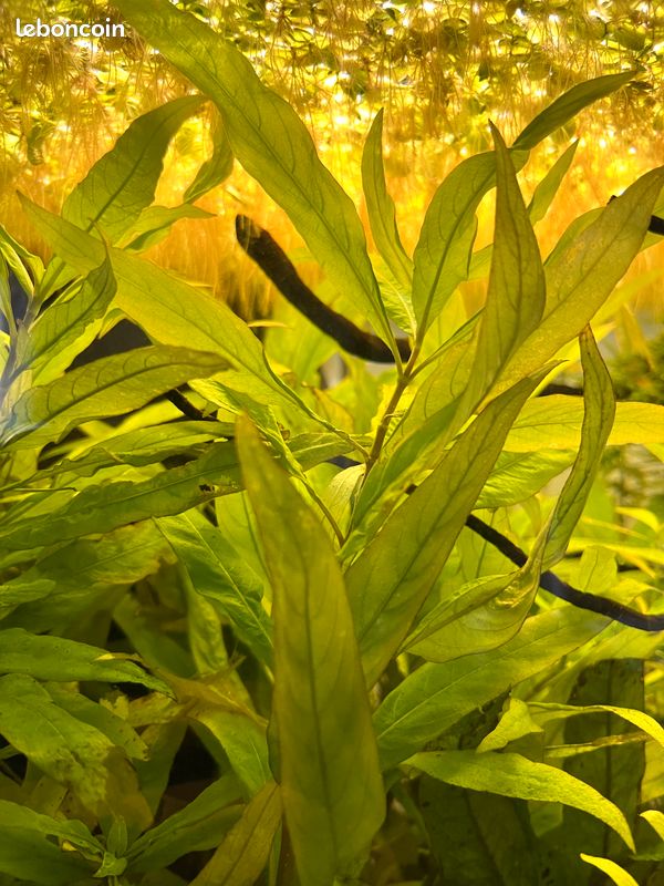 Plantes aquatiques (image 2)