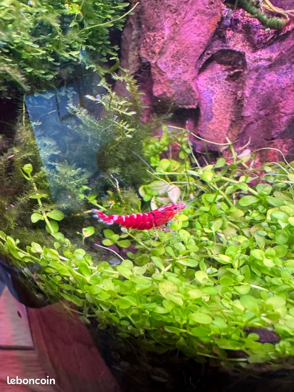 Plantes aquarium aquascaping (image 10)