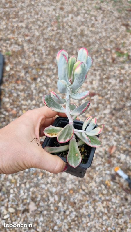 Cotyledon orbiculata Flannaganii var. Succulente (image 1)