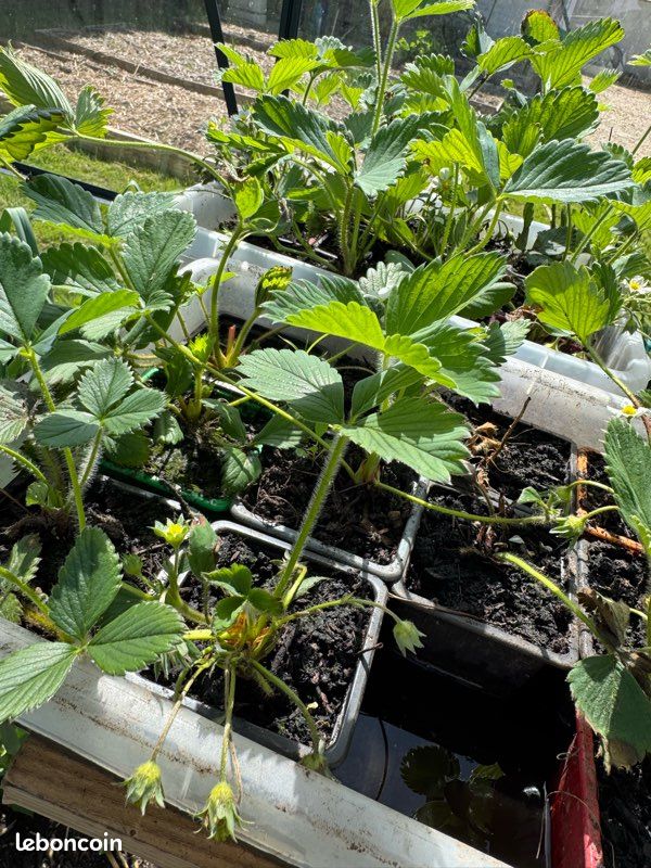 Plants de légumes bio (image 3)