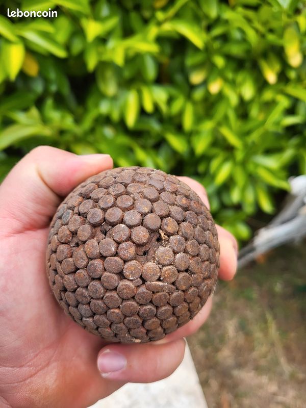 2 BOULES ANCIENNES de pétanque en bois dur EUR 34,00 - FR