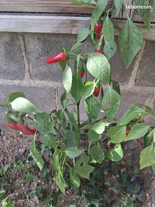 Piment (image 1)