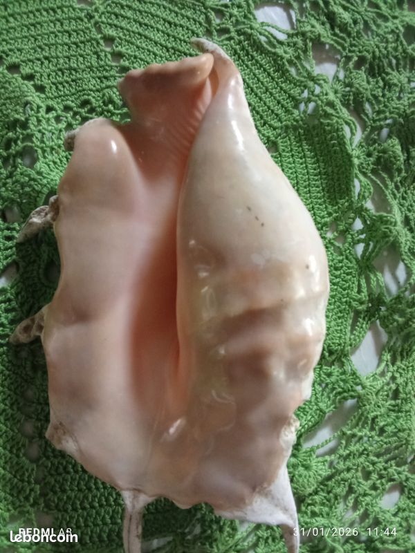 Beau coquillage (image 1)
