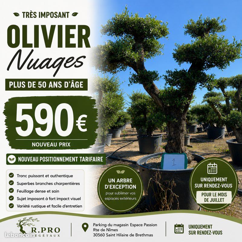 Superbe Gros Oliviers Nuages (image 1)