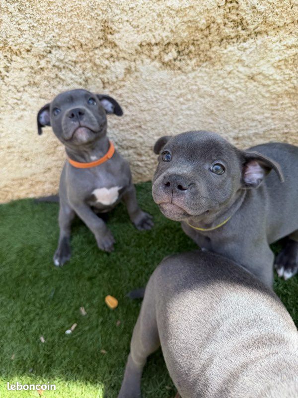 Magnifiques Chiots Bleus Staffies (image 2)