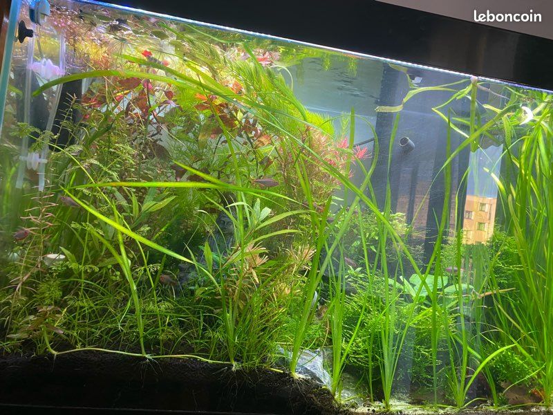 Vallisneria (image 1)