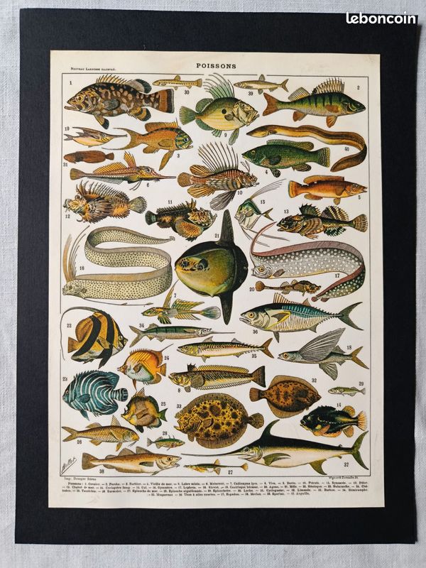 PLANCHE ORIGINALE ANCIENNE Poissons 🐠 Larousse 1932 Artist Millot EUR 10,00 - FR