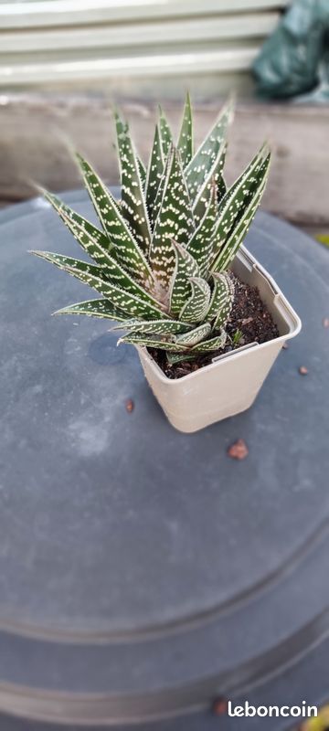 aloe vera mückenstiche Bio Aloe Vera Gel – Feuchtigkeit & Frische für Ihre Haut — Bio Aloe Vera  Gel spendet Feuchtigkeit und kühlt sonnengestresste Haut. Zieht schnell  ein,