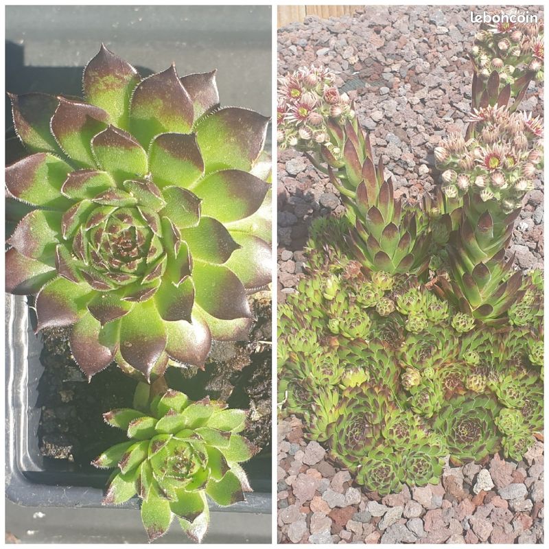 Plantes grasses Succulentes (image 5)