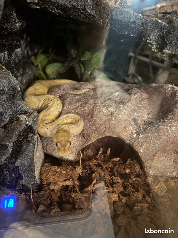 Terrarium (image 2)