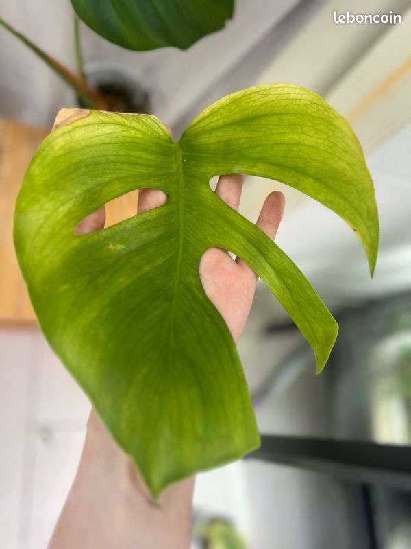 philodendron 'pink princess marble 4