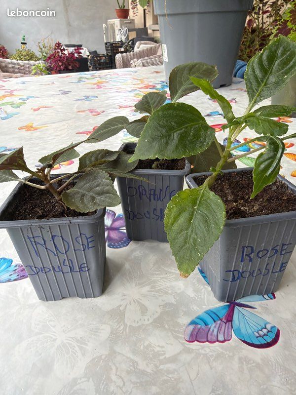 Plantes pour Demaret (image 2)