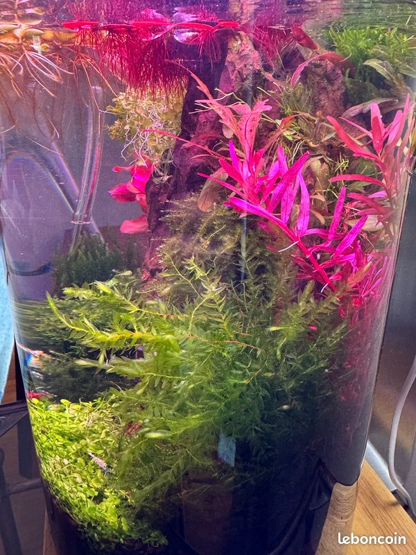 Plantes aquarium aquascaping (image 4)