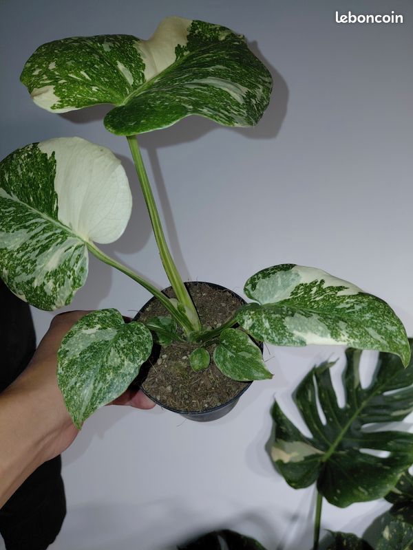 comosum plant Curly Spider Plant 'Bonnie' for Sale main image 1