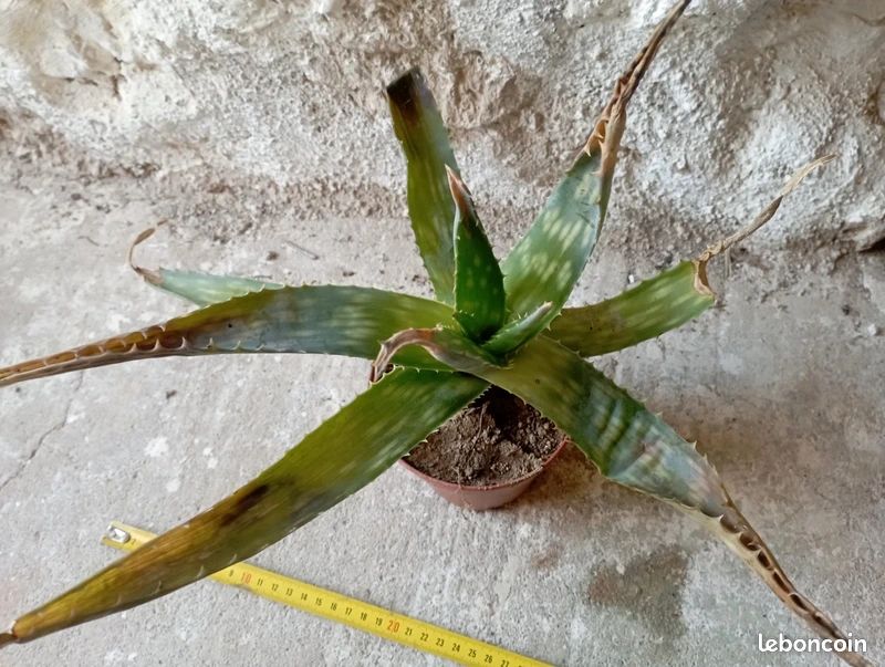 Aloe ammophila pot - Jardin & Plantes