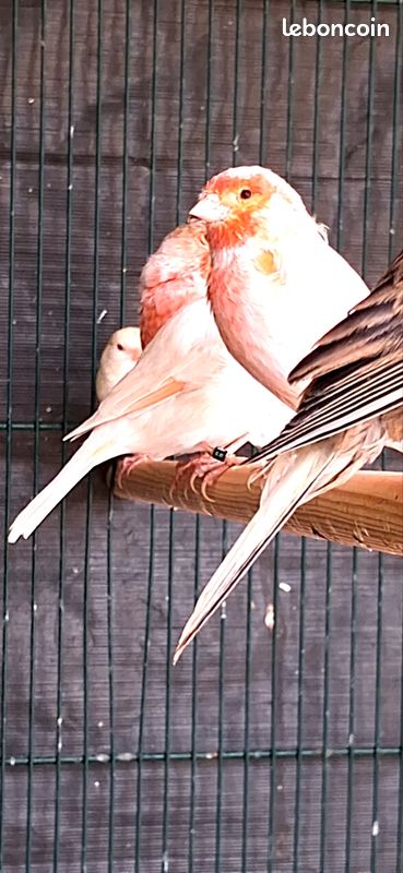 Canaris (image 3)