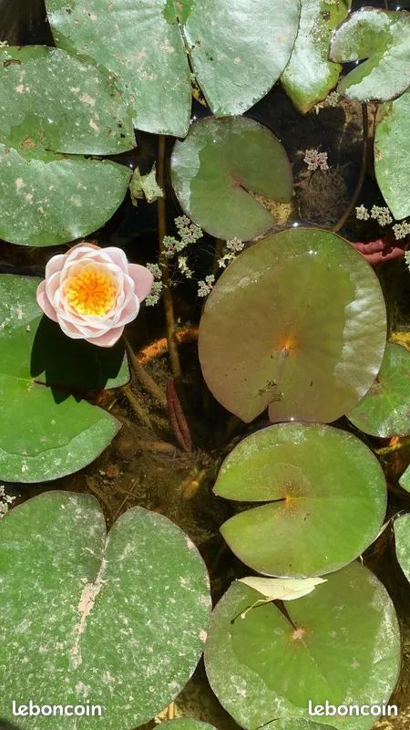 Nénuphars plante de bassin (image 1)