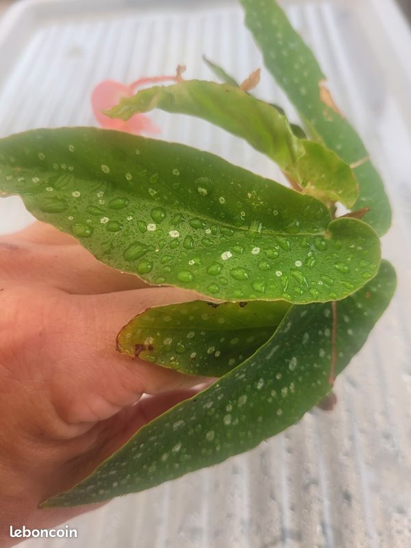 Begonia bien raciné (image 3)