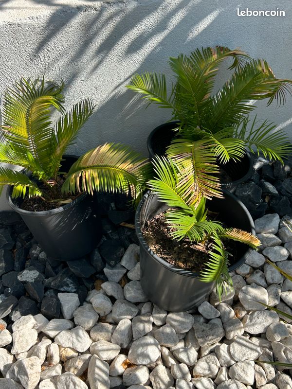 Plante (image 3)