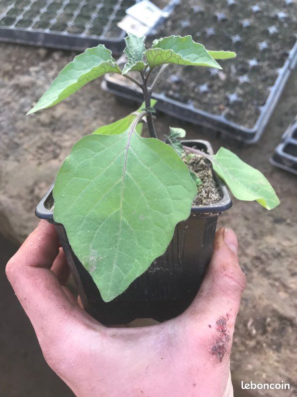 Plant de légumes (image 2)