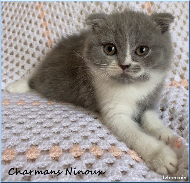 Magnifiques bébés Scottish fold et Scottish straight (image 4)