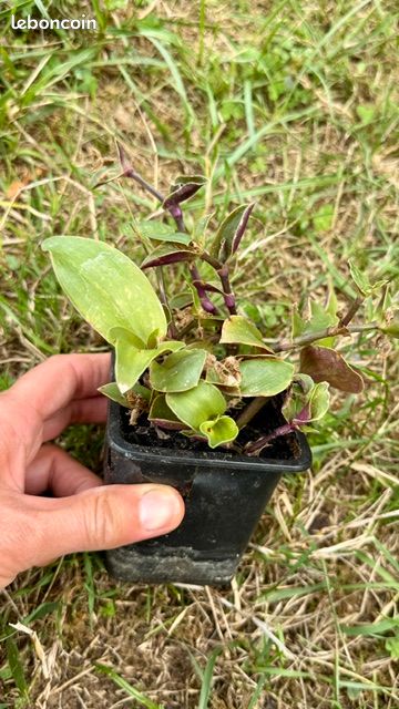 Pot carré Tradescantia cerinthoides/blossfeldiana (sofi) (image 1)