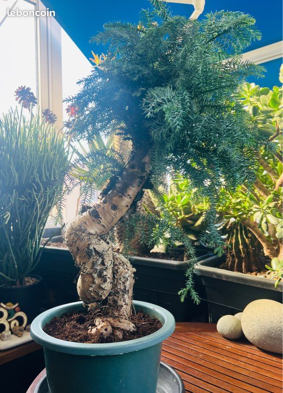 bonsai stone Citrine Bonsai Tree of Life with 1,251 Natural Gemstones