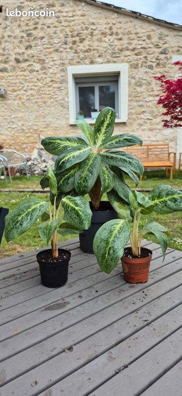 white indoor plants Tropical Trio Houseplants with Planter - Large (24-36