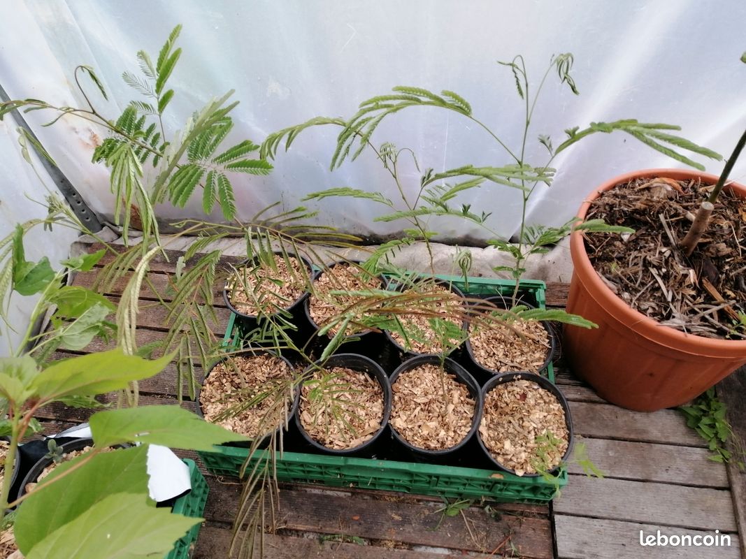 đž Arbre dâornement lĂ©ger et fleuri â Arbre Ă soie (Albizia julibrisin) (image 2)