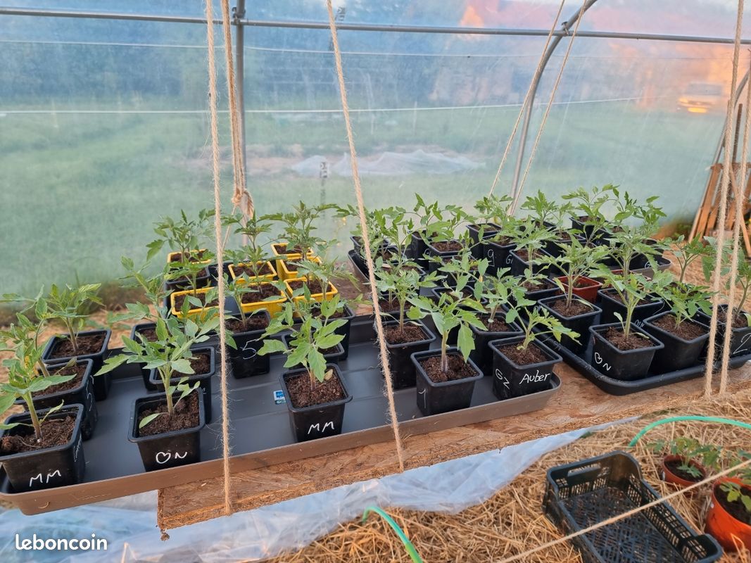 Plants de tomates (image 2)