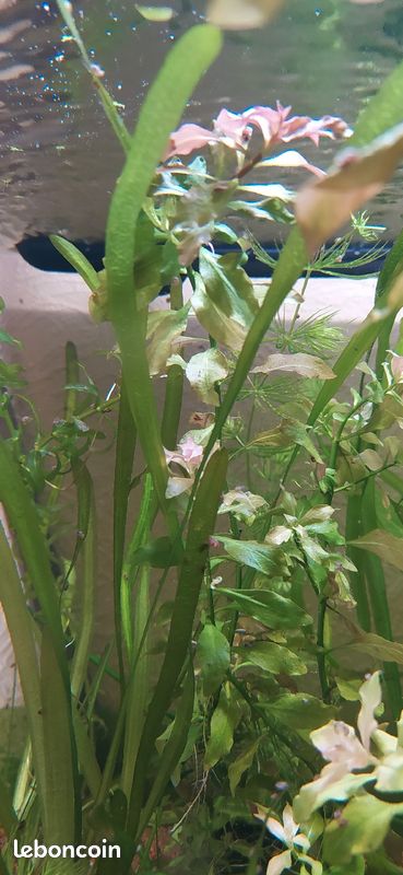 Plante aquarium (image 5)
