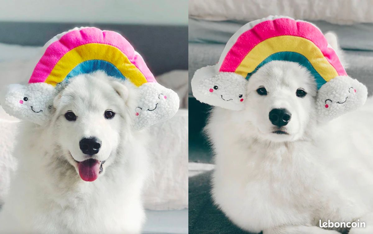 đ¶ Peluche chien Arc-en-Ciel avec squeaker â jeu et amusement garanti (image 2)