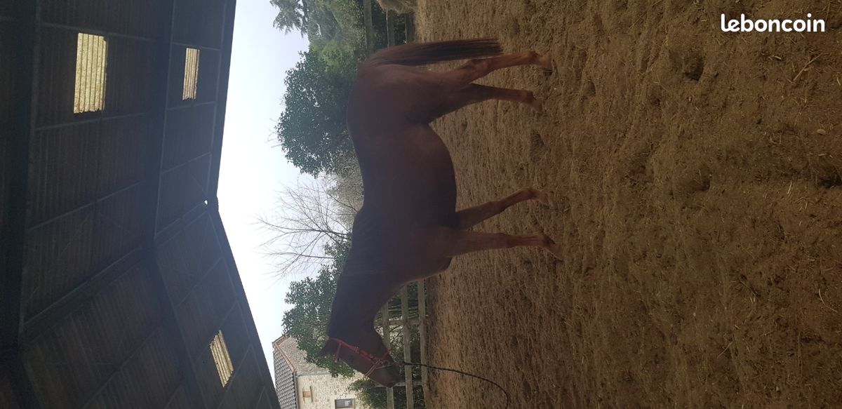 Cheval a vendre (image 1)