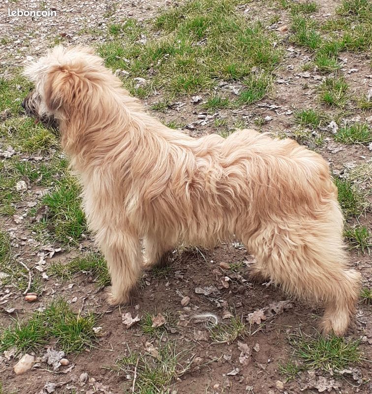 Chiots Berger des Pyrenees / Labrits (image 5)