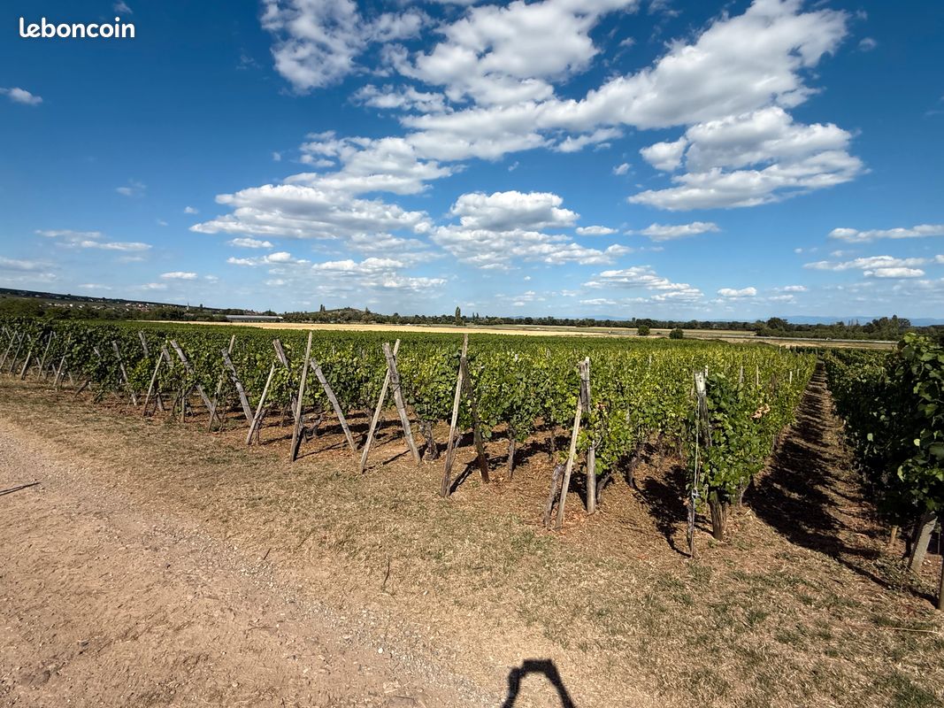 Terrain avec VIGNES · à Gueberschwihr · 14 370 €