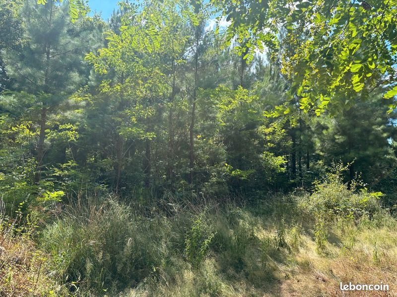 Terrain 44 600 m² Rion Des Landes · à Rion-des-Landes · 31 000 €