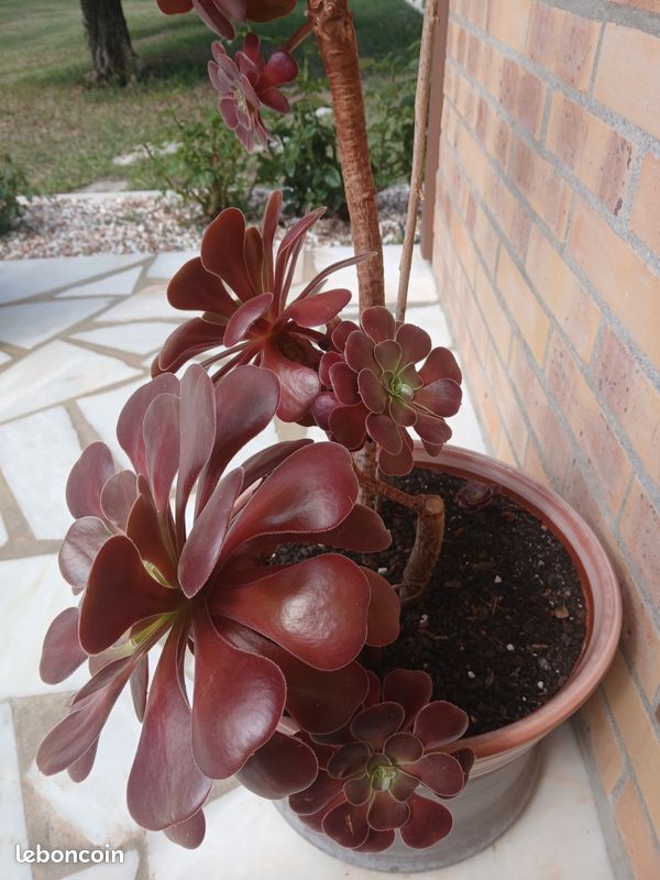Plante Aeonium avec Pot céramique pas d envoie (image 2)